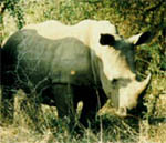 white rhino